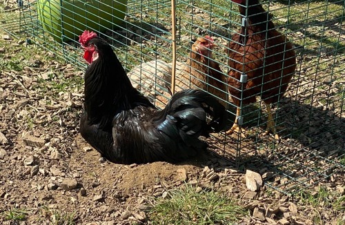 Ashford Cabin | Hunters Cabin- Farm Stay