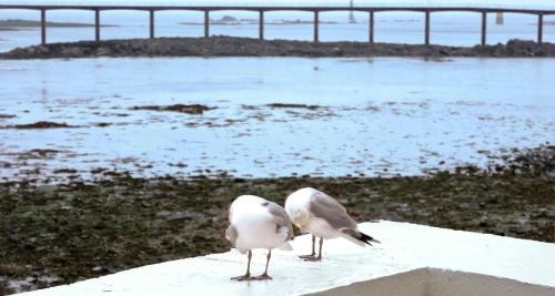 Roscoff Hotel | Ibis Roscoff Bord de Mer