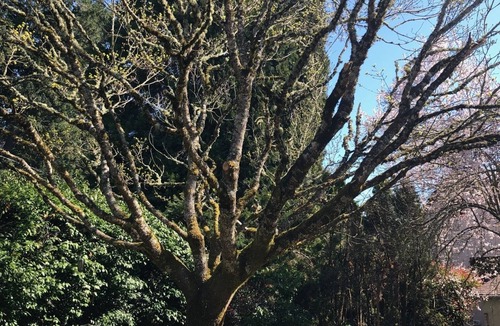 Amazon House | Ideal Location! University Craftsman Home