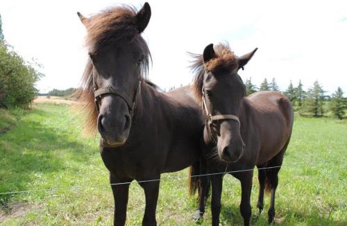 Nibe House | Idyllic Countryside Farm with Horseback Riding