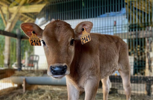 Sainte-Gemme Cottage | Impeccable 2-Bed Cottage in Sainte-Gemme