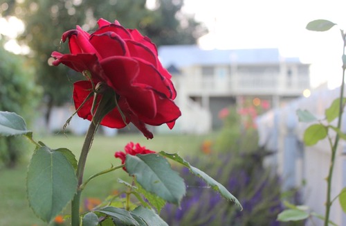 Luray Bed & Breakfast | Inn of the Shenandoah