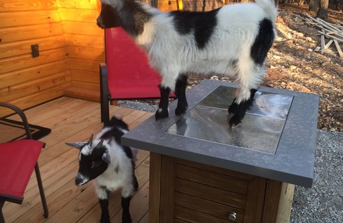 Eureka Springs Cottage | Iris Hill Glamping - " Ginny " pod 5th night FREE