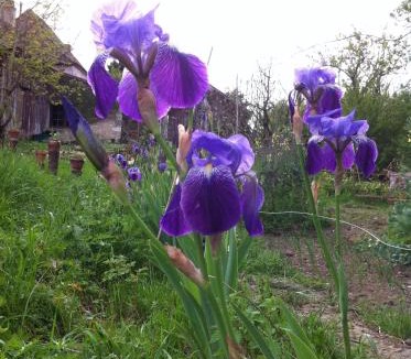 Gardonne Apartment | Iris Meadow Cottage