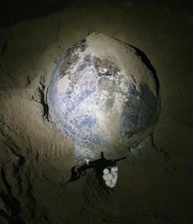 Sarongan House | Java Turtle Lodge Meru Betiri