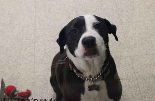 Berlin Ski Chalet | Jericho Brook Cottage