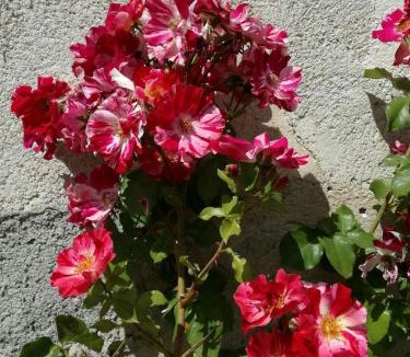 Oradour-sur-Glane House | joli gîte plain pied