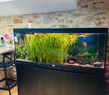 Fumel Apartment | Jungle Gite