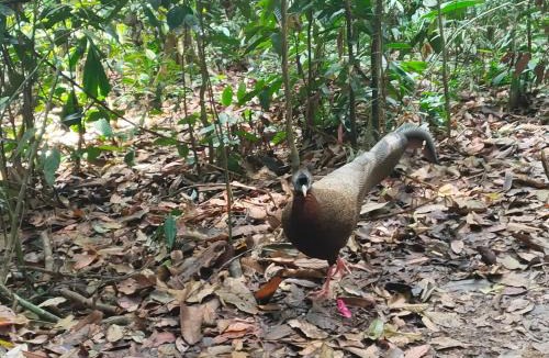 Bukit Lawang Hostel | Jungle Trekking & Jungle Tour only stay here if you are and you must booking jungle trekking with us