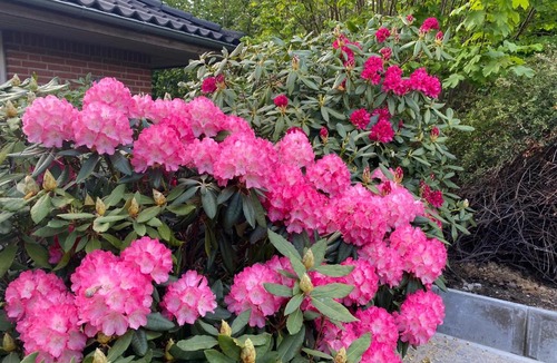 Sejerslev House | Kørestolsvenligt dbl. vær.