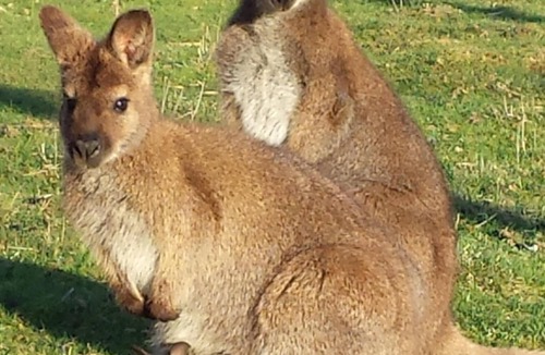 Sainte-Colombe-des-Bois House | kangaroo farm