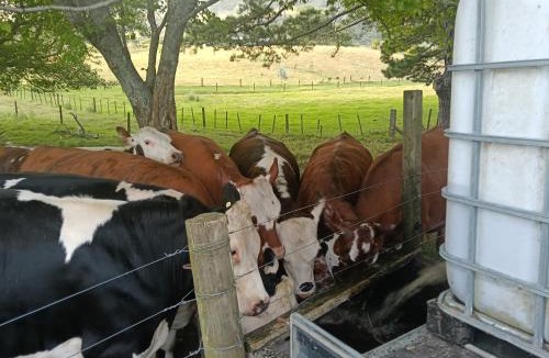 Te Pahu Bed & Breakfast | Karamu Homestead