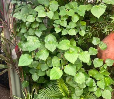 Karkari Peninsula Bed & Breakfast | Karikari Lodge