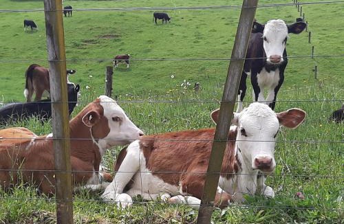 Putaruru Hotel | Kea Motel