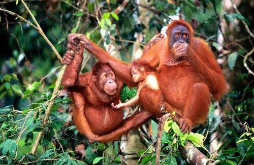 Jawa Apartment | Kinta Riverfront Apartment, Jalan Lim Bo Seng Ipoh