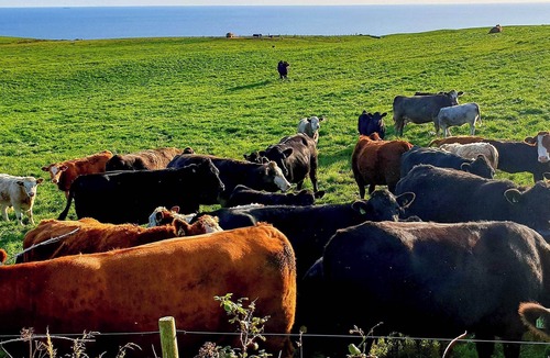 Stranraer Cottage | Kirklauchline Cottage