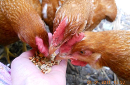 Grovedale Bed & Breakfast | Kismet B&B