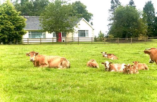 Craigavon Villa | Knocknagore Cottage