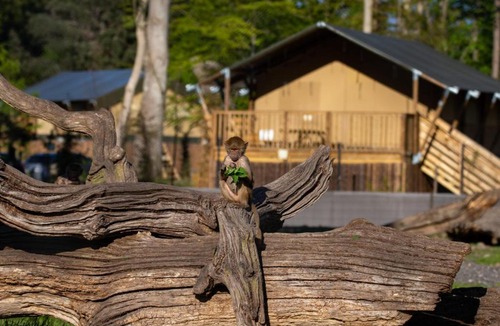 Bandholm Resort | Knuthenborg Safaripark