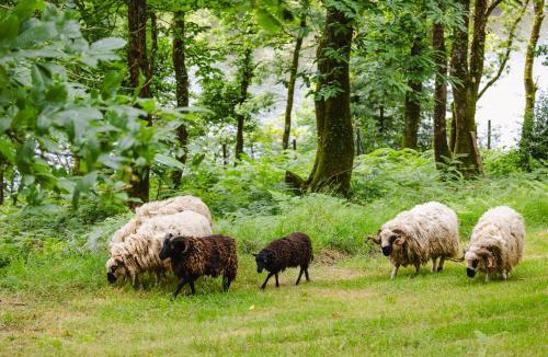 Saint-Nicolas des Eaux Cabin | KOADOu
