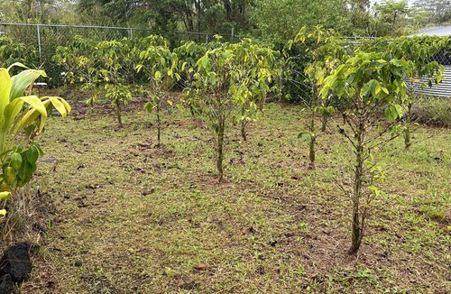 Ainaloa Apartment | Kope Hale 1 Peaceful Rainforest for Coffee Lovers