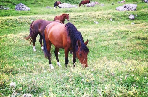 Fiagdonskoe House | Kottedgi-Fiagdon