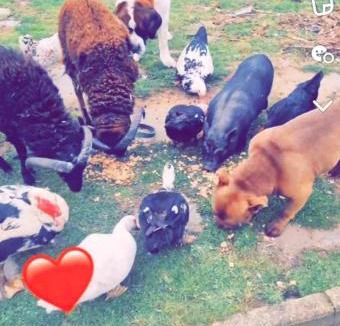 Audinghen House | L'arche de noe