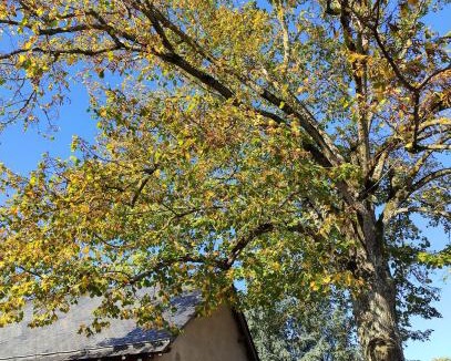 Val-du-Layon Bed & Breakfast | L'Aubinoise