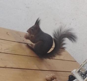 Bousbach Apartment | L'ECUREUIL