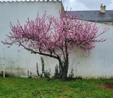 Doue-la-Fontaine House | L'escale des roses