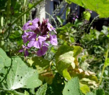 Saint-Sauveur-en-Puisaye Bed & Breakfast | L'escalier des rêves