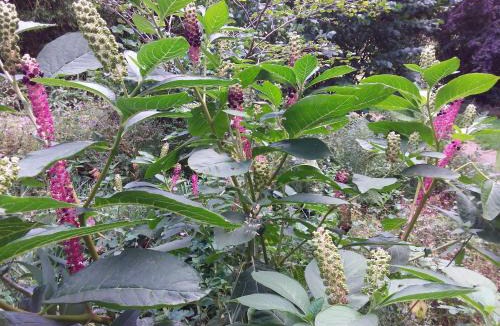 Lassay-les-Chateaux House | L'Orchidée