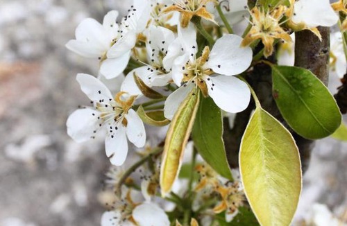 La Tremblade Bed & Breakfast | L’Ostréale