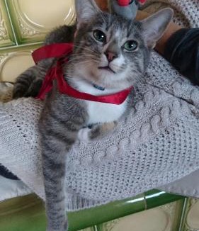 Mur-de-Barrez Apartment | L'Oustal du Sentier