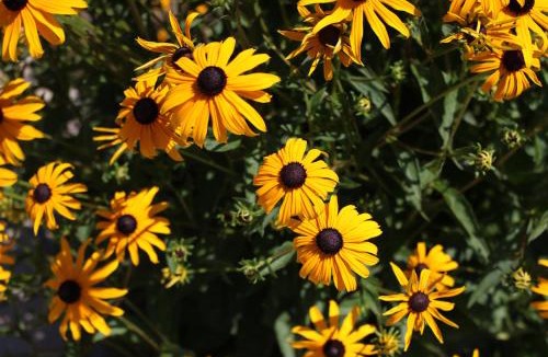 Dundee Bed & Breakfast | La Bastide Bed and Breakfast