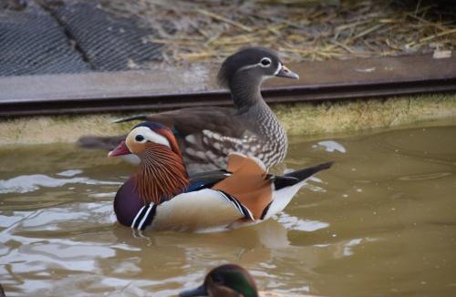 Livry Bed & Breakfast | La Bergerie du Mesnil