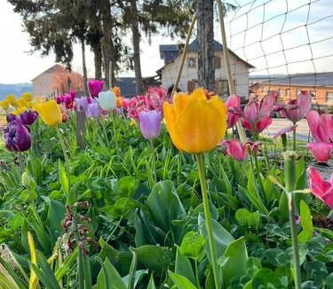 Assac House | La biscontarie