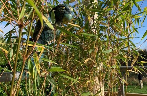 Bassevelle Bed & Breakfast | La bulle suspendue