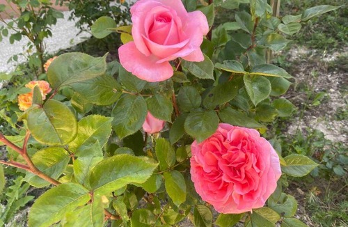 Sivry-sur-Meuse Apartment | La Casa D’Elsa