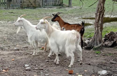 Pontorson Villa | La Cave "La Villa Saint Martin"