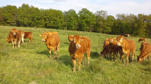 Saint-Auvent House | La chaudiere