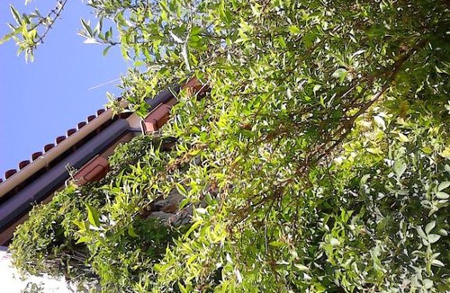 L'Hospitalet-du-Larzac Bed & Breakfast | La Citadelle