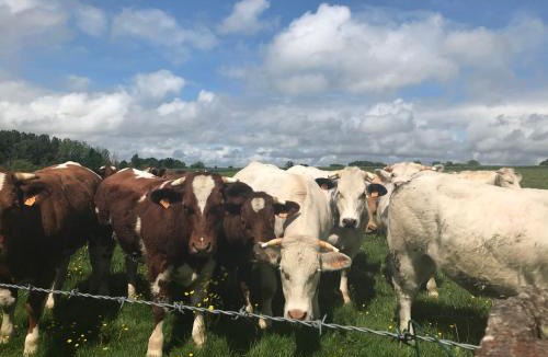 Geneslay Bed & Breakfast | La Corbonniere