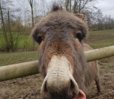 Geneslay Bed & Breakfast | La Corbonniere