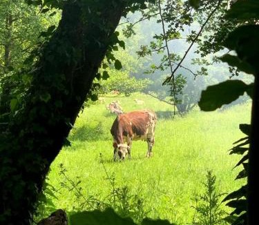 Courtonne-les-Deux-Eglises Bed & Breakfast | La Cour de l'église