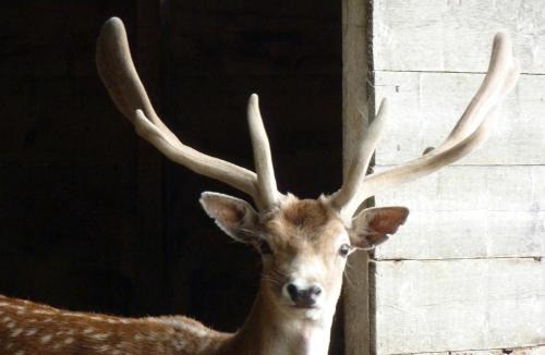 Cite House | LA FERME des DAIMS