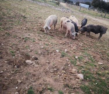 Moltifao Apartment | La ferme