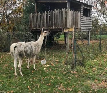 Savigny-Levescault House | La Fermette Aux Lamas