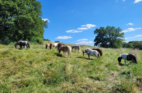 Champfleur House | La Garencière - Les Fleurs