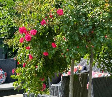 Sainte-Colombe Bed & Breakfast | La Glycine B&B